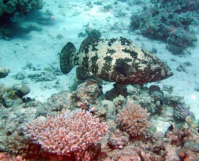 Epinephelus polyphekadion (Cernia marmorizzata)